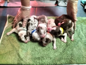  Reinrassige Bordercollie Welpen zu verkaufen 