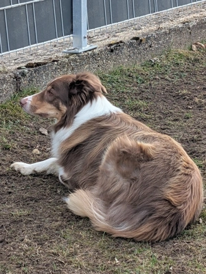  Reinrassige Bordercollie Welpen zu verkaufen 