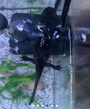 5 gesunde weibl. Axolotl abzugeben   mit Zubehör möglich
