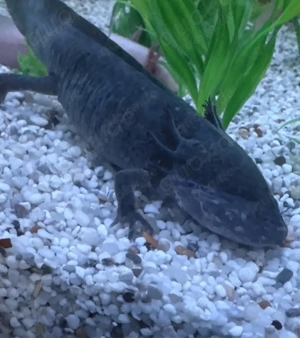 5 gesunde weibl. Axolotl abzugeben   mit Zubehör möglich