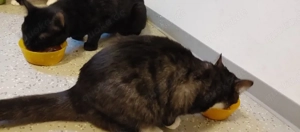 Wir suchen ein neues zuhause für Bella 