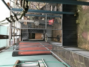 Auflösung von Nymphensittiche mit Voliere !!!