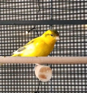 Kanarienvogel   Kanarienvögel   Hahn
