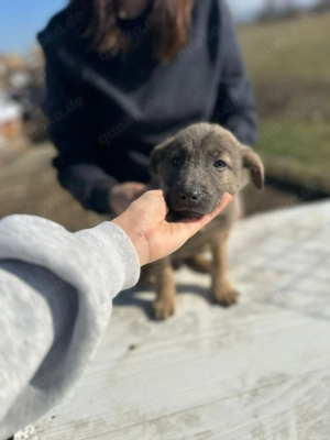 Xerox, süsser geht nicht mehr 