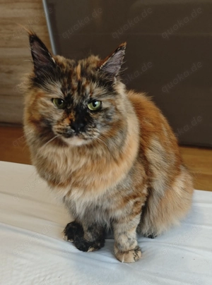 Maine Coon Mix in gute Hände abzugeben 