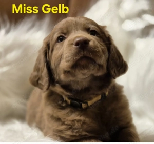 9 bezaubernde Labrador Welpen suchen ein liebevolles Zuhause