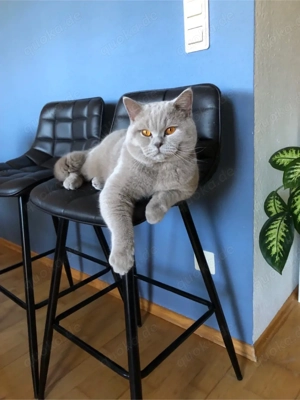 BKH Deckkater Lilac B mit Champion-Stammbaum (kein Verkauf)