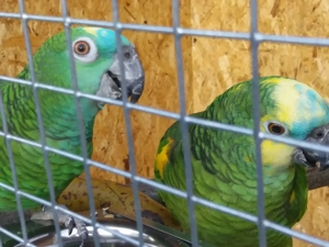 Blaustirnamazone abzugeben 