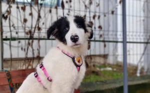 Diva sucht ein ländliches Zuhause