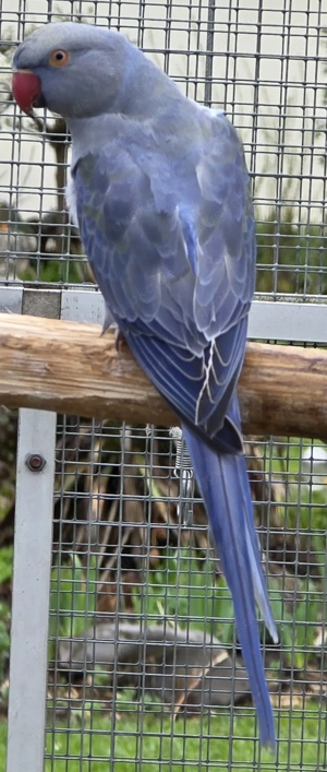 Halsbandsittiche 2025