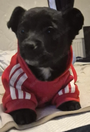 Kleinbleibende freundliche Welpe mix