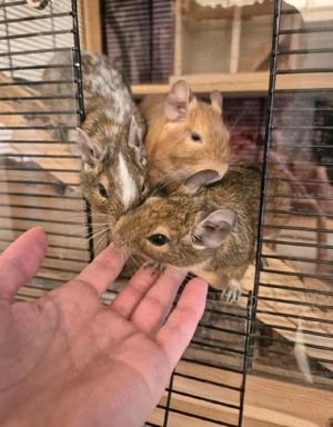 Gegus suchen neues Zuhause