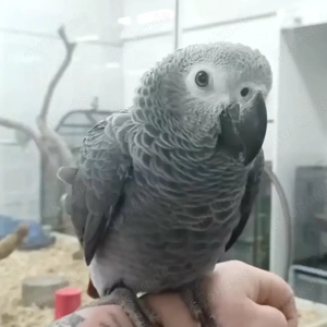 Graupapageien (Männlich und weiblich ) 