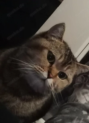 Bkh katze golden ticked tabby 