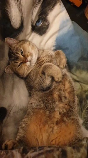 3 jährige liebe britisch kurzhaar Katze 