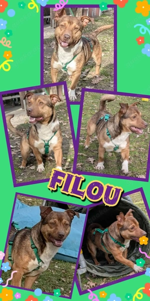 lustiger, verspielter, aktiver, lieber Rüde "Filou" sucht ein schönes Zuhause 