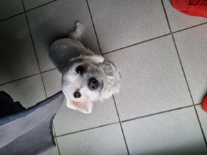 Süße Malteser Dame sucht neues Zuhause 