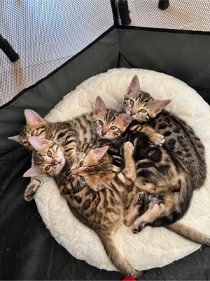 Wunderschöne Bengal Kitten suchen ihr Traumzuhause