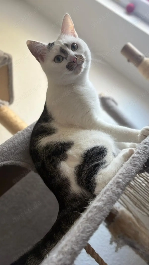 Zwei Kater suchen ein liebevolles Zuhause