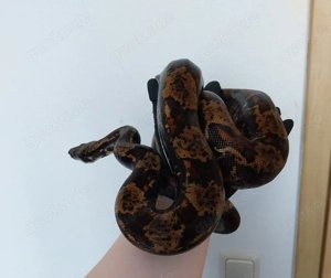 IMG Hypo het Kahl Albino 0.1 NZ23
