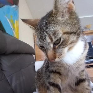 Eddie sucht liebevolle Eltern