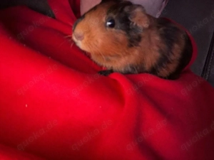 2 süße Meerschweinchen Böcke (6 Monate) abzugeben 