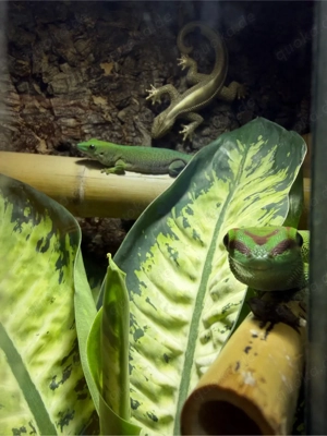 2 Madagaskar Taggecko 