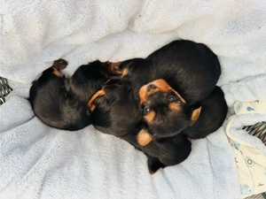 Mini Yorkshire Terrier Welpen   3 Jungen suchen liebevolles Zuhause   geboren 13.02.2026