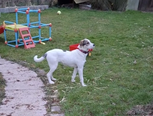 Lilly sucht ein neues Zuhause 