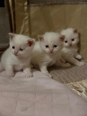 Niedliche Babykatzen zu verkaufen 