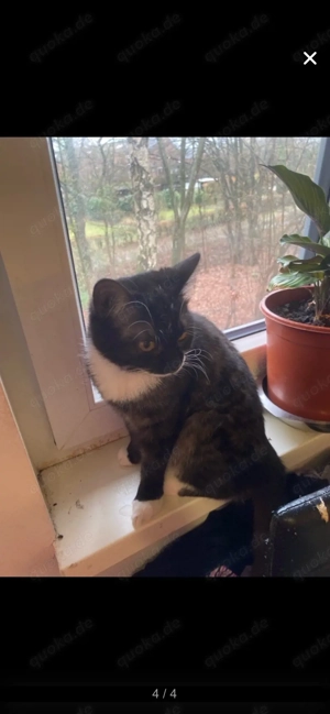 Wir suchen ein neues zuhause für Bella 