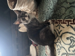 Angora mix Taby Katze 