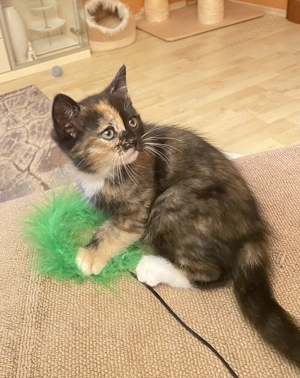 Katzenbabys, kleine Katzen zur Reservierung