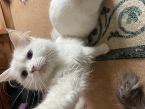 Perser Katze tabby Katze 