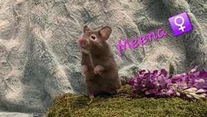 Goldhamster Jungtiere 