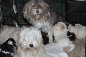 Havaneser welpen mit Ahnentafel  Bild 4