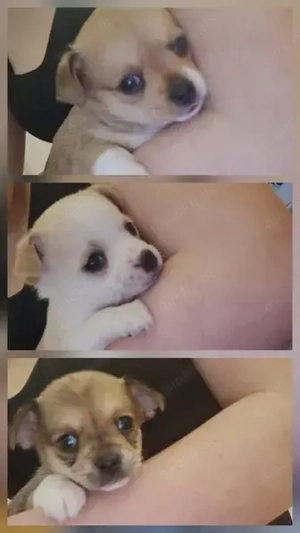 chuhuahua weibchen suchen zuhause 