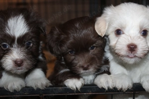 Havaneser welpen mit Ahnentafel 