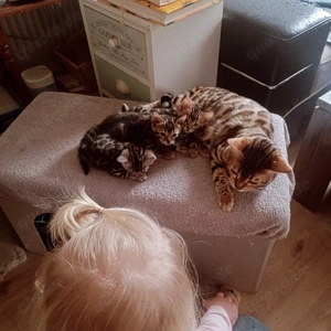 Verschmuste Bengalkitten  Bild 4