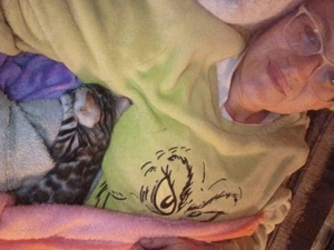 Verschmuste Bengalkitten 