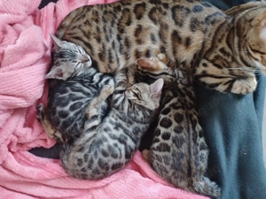 Verschmuste Bengalkitten  Bild 2