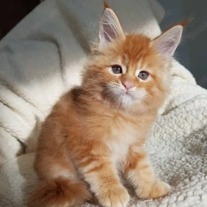 Maine-Coon-Kätzchen