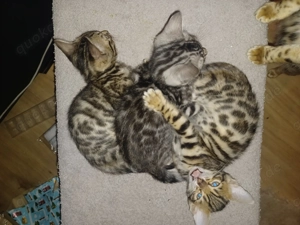 Verschmuste Bengalkitten  Bild 3