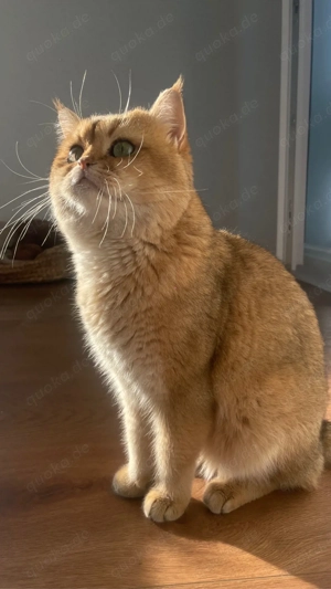 Reinrassig BKH Deckkater