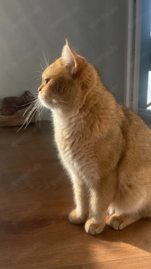 Reinrassig BKH Deckkater Bild 2