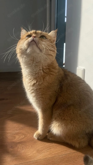Reinrassig BKH Deckkater Bild 3