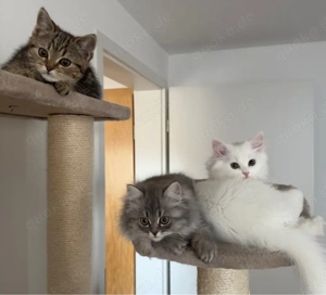 Drei liebevolle Kitten suchen ein wunderschönes Zuhause     