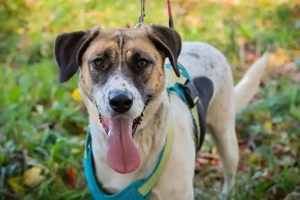 *NADA* liebt die Menschennähe. Sie ist freundlich und anhänglich. 