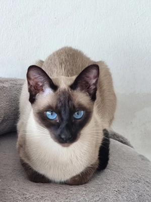 Reinrassige Thai Kater 22 Monate suchen ein liebevolles zu Hause 