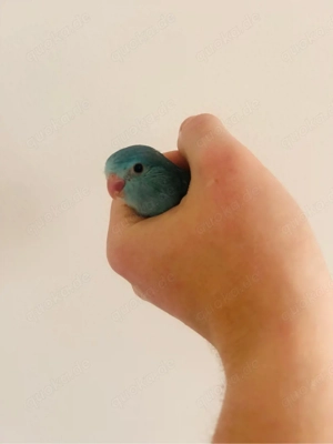 Bald zur Abgabe: nestjunge Sperlingspapageien